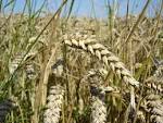 Ein Bild, das das englische Wort wheat veranschaulicht.