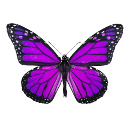 butterfly