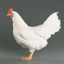 poulet