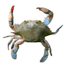 crab