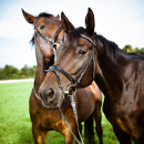 caballo