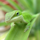 lézard