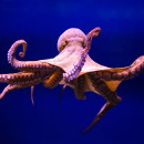 pulpo