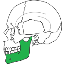 maxilla