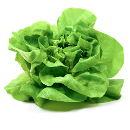 lechuga