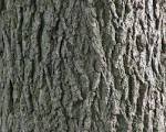 bark