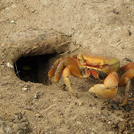 burrow