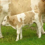 calf