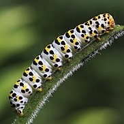 caterpillar