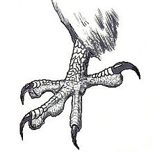 claw