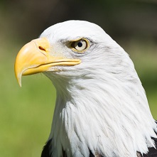 eagle