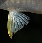 fin