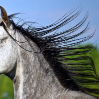 mane