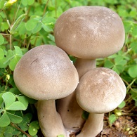 mushroom