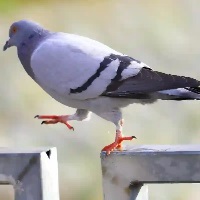 pigeon