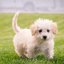 puppy