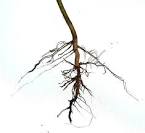 root