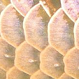 scale