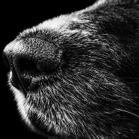 snout