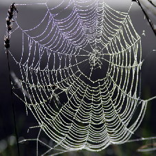 spiderweb