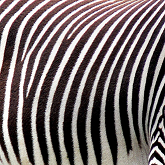 stripe