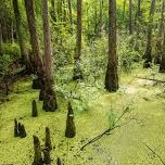 swamp