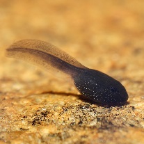 tadpole