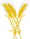 triticum