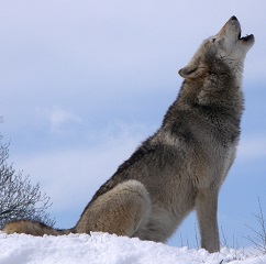 wolf