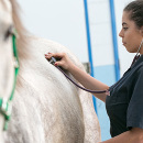 veterinário