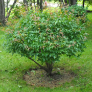 shrub