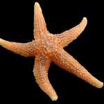 starfish