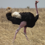 ostrich