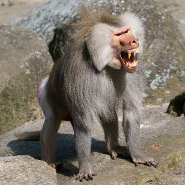 babbuino