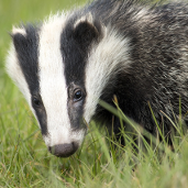 badger