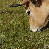 pascolare