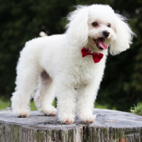 poodle