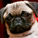 pug