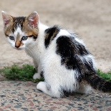 kitten
