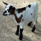 capretto