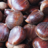 chestnut