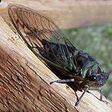 cicada