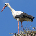Storch