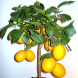 lemon tree