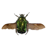 beetle