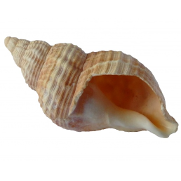 seashell