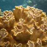 coral
