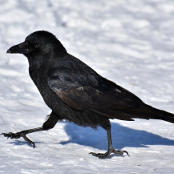 crow