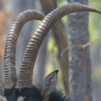 horn