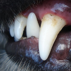 fang